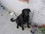 Labrador retriever Adidas R.I.P