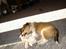 Shetland sheepdog Simba