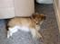 Shetland sheepdog Simba -  Man bliver så hurtig træt