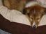 Shetland sheepdog Simba