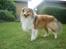 Shetland sheepdog Simba