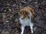 Shetland sheepdog Simba