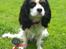 Cavalier king charles spaniel Freja ( RIP) - Frejas første hundeudstilling i  DRU i Nyborg, hun er 12 måneder gammel.