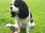 Cavalier king charles spaniel Freja ( RIP)