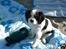 Cavalier king charles spaniel Freja ( RIP)