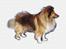 Shetland sheepdog Simba