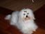 Coton de tulear St. Torøjes Mischa