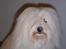 Coton de tulear St. Torøjes Mischa