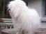 Coton de tulear St. Torøjes Mischa