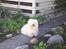 Coton de tulear St. Torøjes Mischa