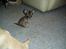 Chihuahua Coco - Coco 8 uger.