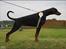 Dobermann *¤*Grace/Chica*¤* R.I.P. - Chica Aug 2010 