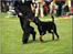 Dobermann *¤*Grace/Chica*¤* R.I.P. - Dommeren skulle jo også lige se hende i løb forfra og bagfra ;O)