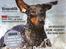 Dobermann *¤*Grace/Chica*¤* R.I.P. - Forsidehund på DKK´s Hunden Marts 2011