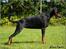 Dobermann *¤*Grace/Chica*¤* R.I.P.