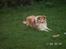 Shetland sheepdog Simba