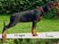 Dobermann *¤*Grace/Chica*¤* R.I.P. - Genning´s Grace fra 5 uger til 17 uger ;o) Smuk det er hun!