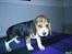 Beagle *  Princess Leika  * RIP - Kan I godt forstå mor "forelskede" sig i mig? Jeg er kun 7 uger.