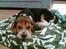 Beagle *  Princess Leika  * RIP - Jeg er jo rigtig sød...