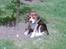 Beagle *  Princess Leika  * RIP - Hvad sker der?