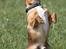 Chihuahua gizmo *rip*