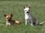 Chihuahua gizmo *rip*