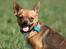 Chihuahua gizmo *rip*