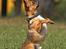 Chihuahua gizmo *rip*