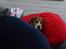 Beagle *  Princess Leika  * RIP - Hvem - mig??