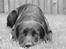 Labrador retriever Nemo