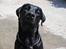 Labrador retriever Nemo