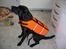 Labrador retriever Nemo - så er jeg klar til at komme med ud og sejle