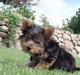 Yorkshire terrier Totter