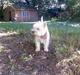 West highland white terrier walter