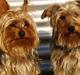 Yorkshire terrier Otto og Alma