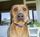 Rhodesian ridgeback pluto