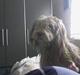 Schapendoes Balu De Olde Griese