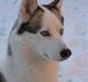 Siberian husky Kenzo