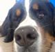 Berner sennenhund Balder (: