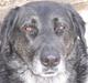 Labrador retriever Bøffe R.I.P