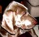 Weimaraner Hot Shoot's Gambler