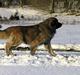 Leonberger Leodania's Amadeus