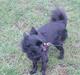 Pomeranian Chippo (R.I.P)