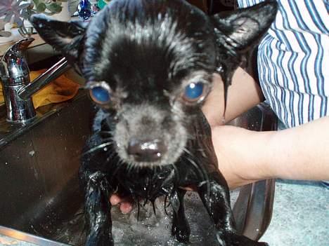 Chihuahua dina billede 8