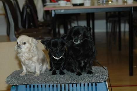 Chihuahua dina billede 9