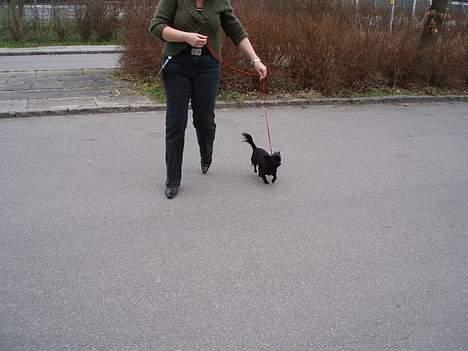 Chihuahua dina billede 10