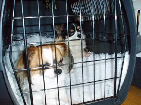 Chihuahua NERO billede 8