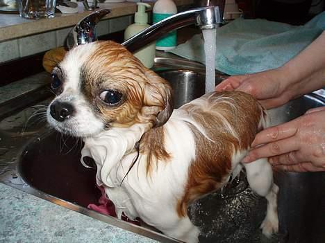 Chihuahua NERO billede 9