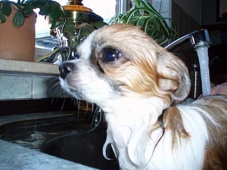 Chihuahua NERO billede 10