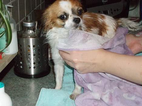 Chihuahua NERO billede 11